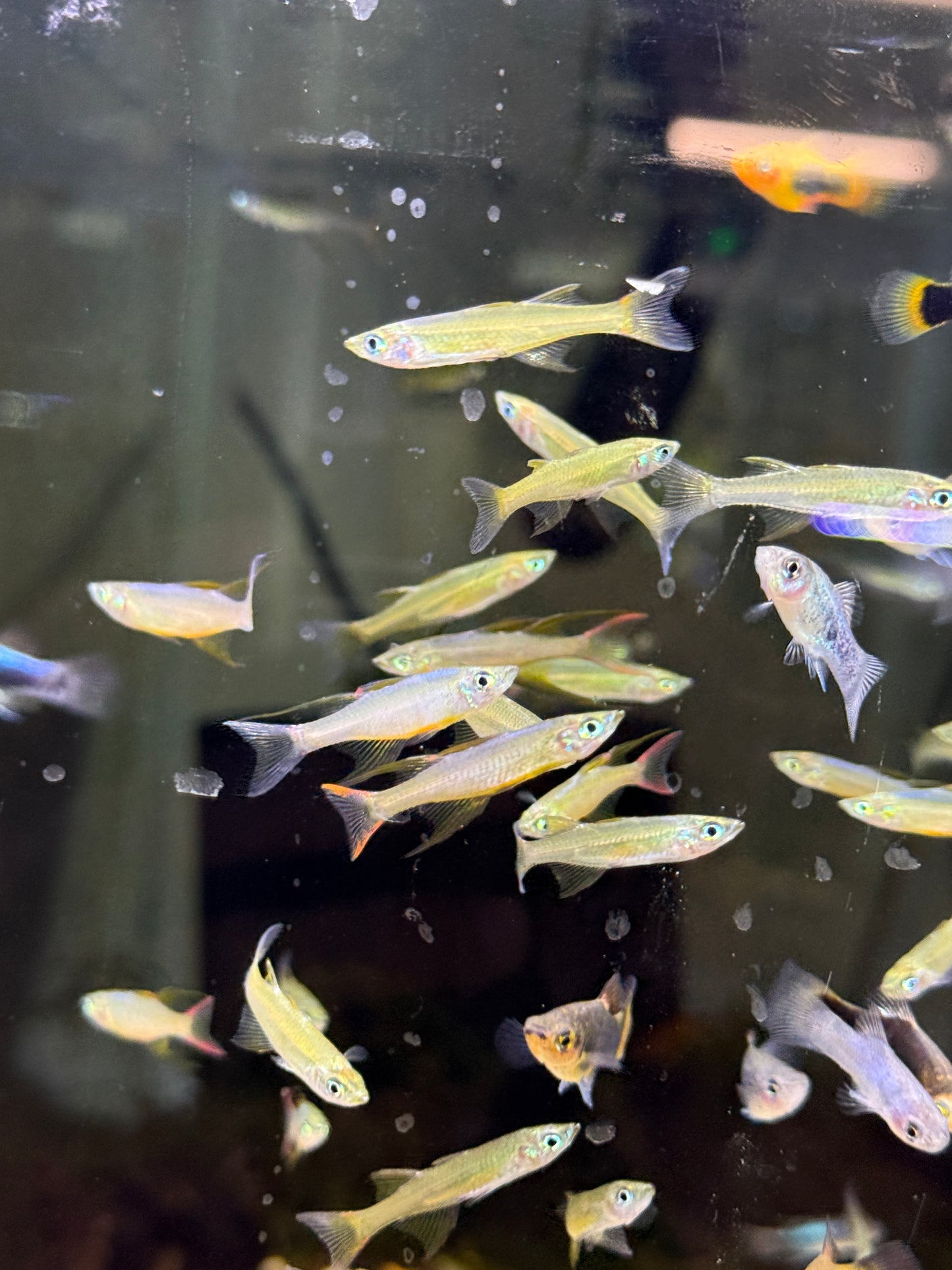 Thread Fin Rainbows (Iriatherina werneri)