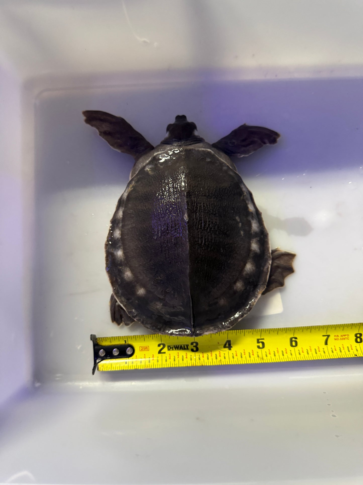 FLY RIVER TURTLE (CARETTOCHELYS INSCULPTA)