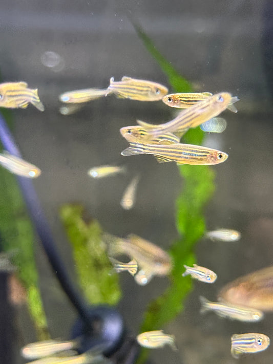 Killer Deal !!! Zebra fish Danio  (Danio rerio)