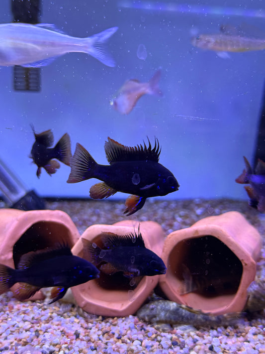 Black Knight Ram / Dark Knight  German Black Ram (Mikrogeophagus Ramirezi)