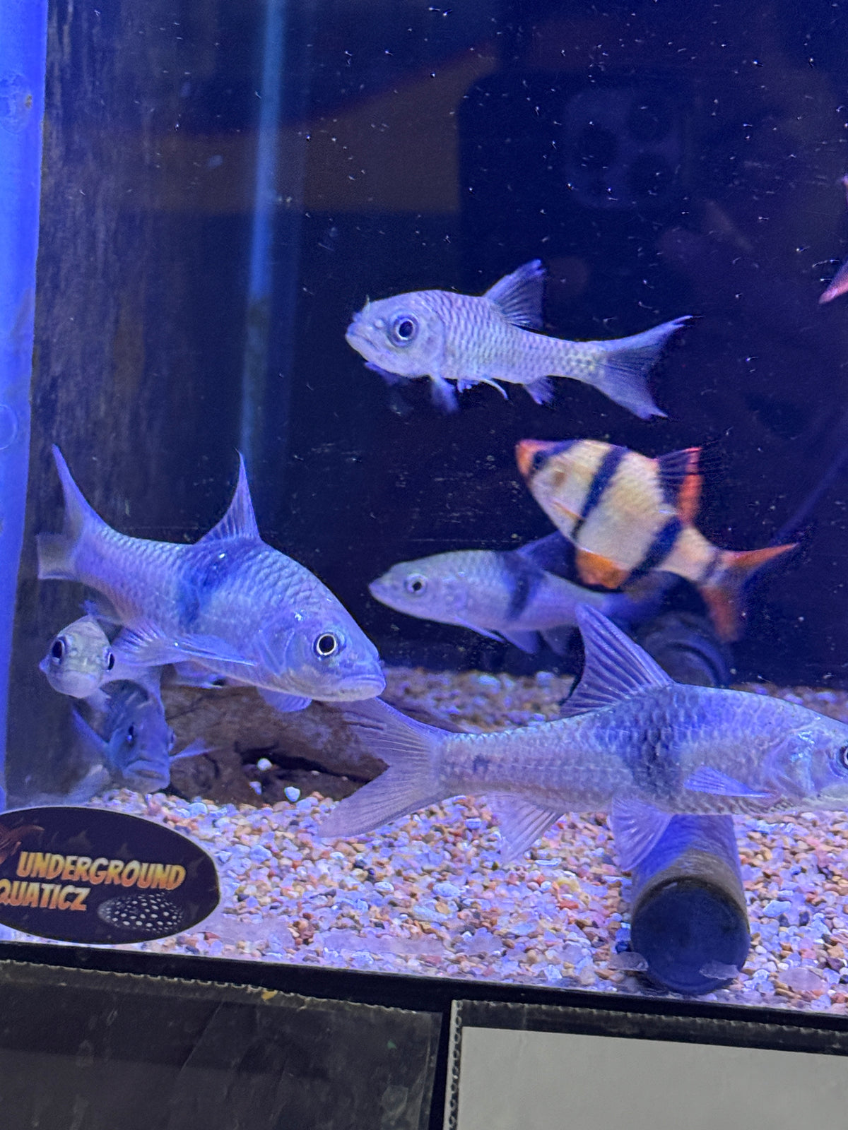 Sabah hampala barb Hampala sabana