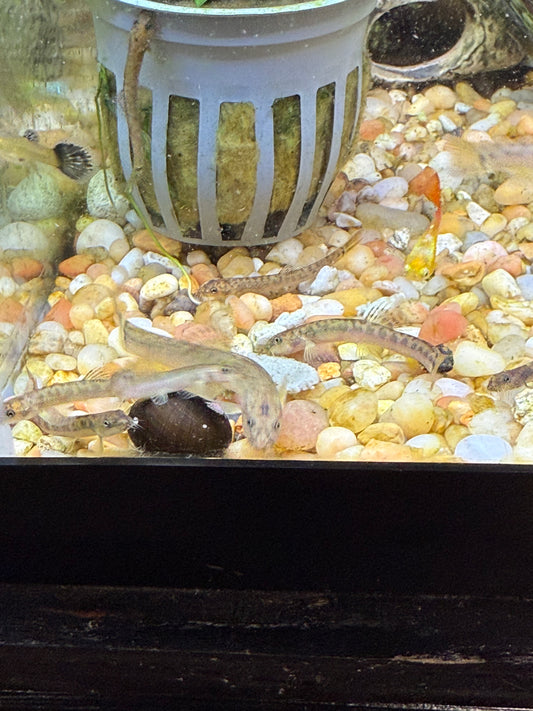Crimson Loach /Schistura sp
