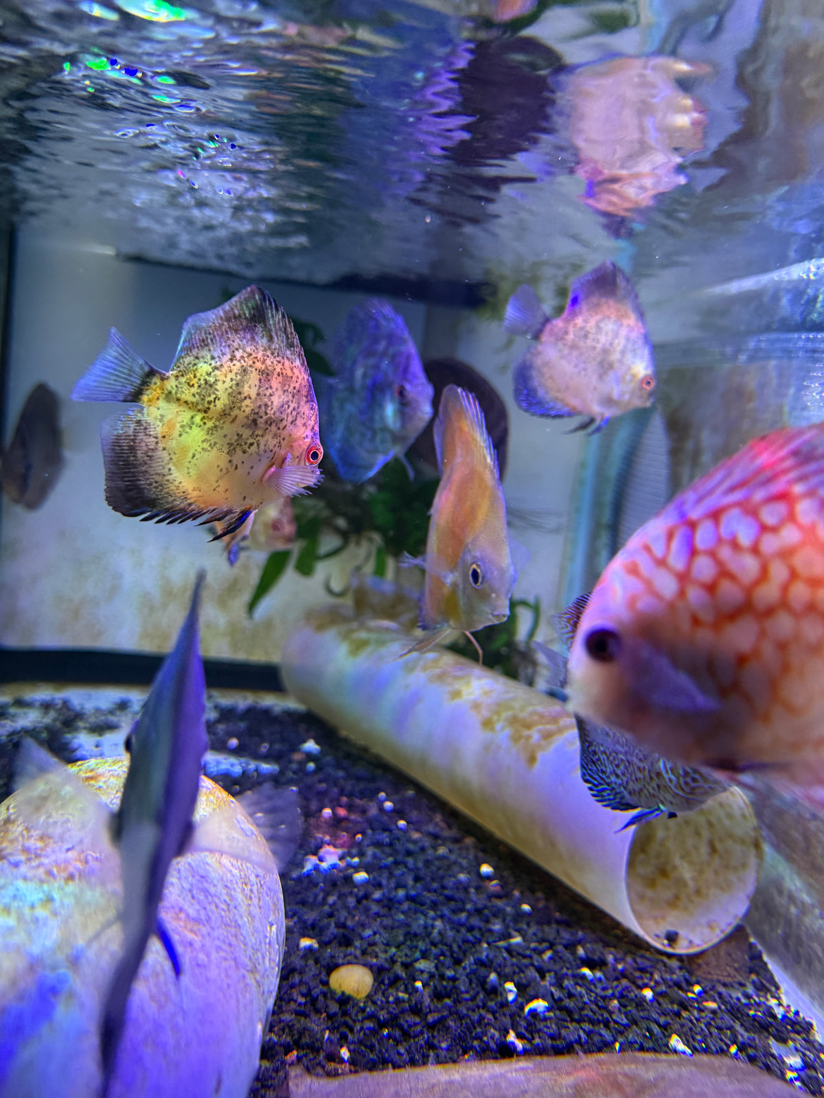 Assorted Baby Discus