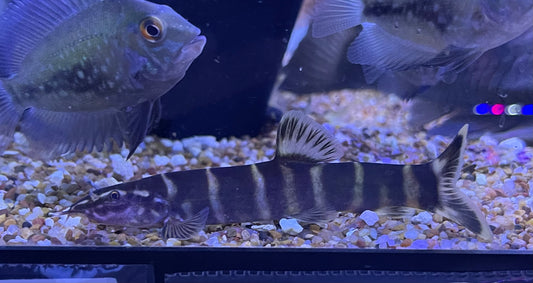 Botia superciliaris Sinibotia superciliaris Golden Chinese Loach Chinese Zebra Loach