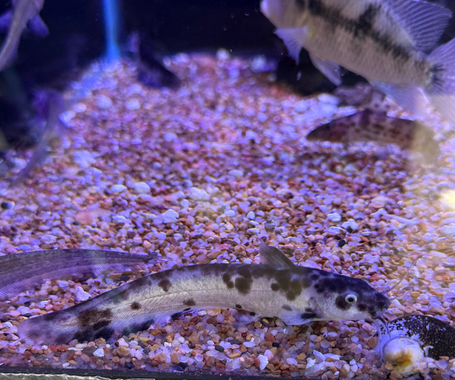 Rare!!! Panda Eel-tailed catfish (Tandanus tandanus)