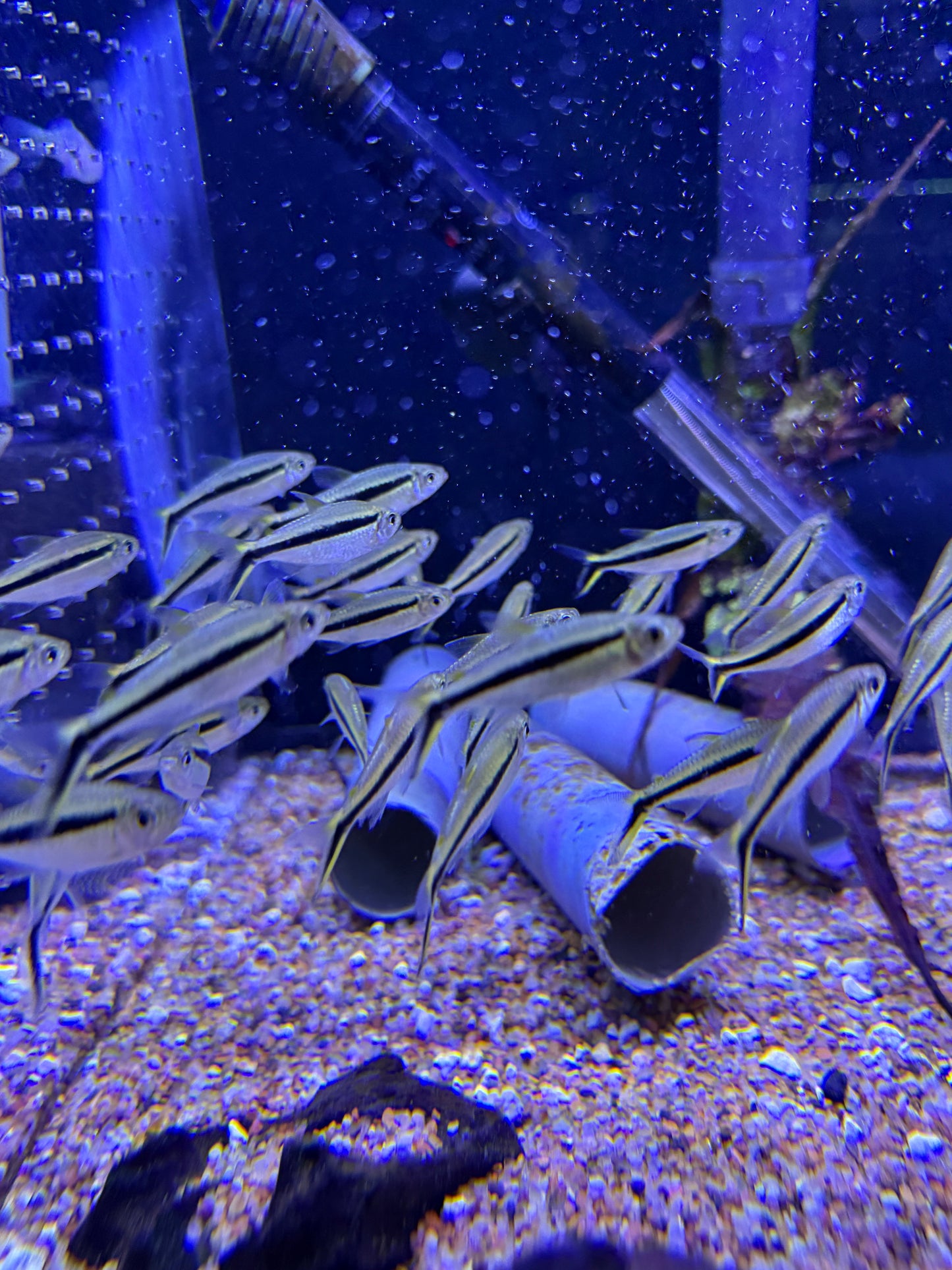 Penguin Tetra (Thayeria boehlkei)