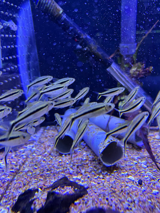 Penguin Tetra (Thayeria boehlkei)