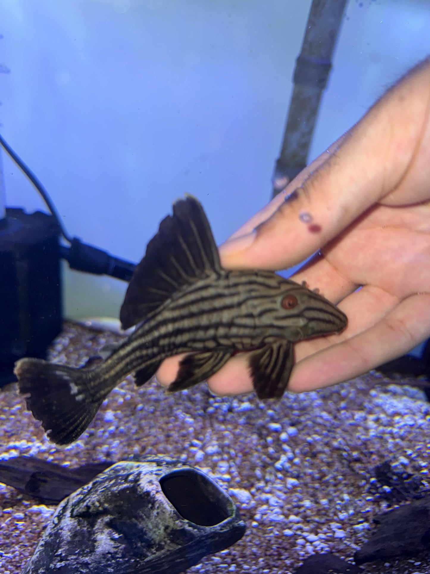 L190  Royal Pleco (Panaque cf. Nigrolineatus)