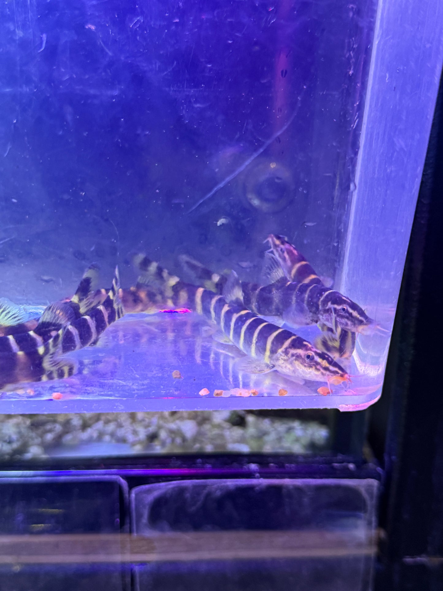 Botia superciliaris Sinibotia superciliaris Golden Chinese Loach Chinese Zebra Loach