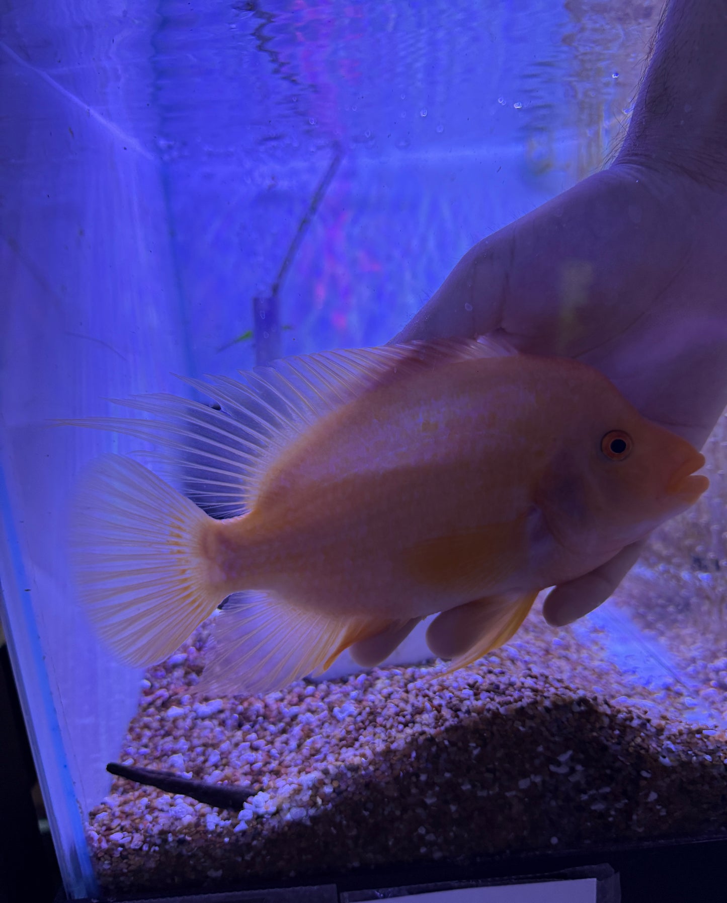Red Devil / Midas  Cichlid