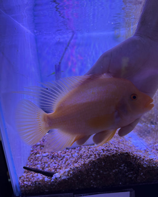 Red Devil / Midas  Cichlid