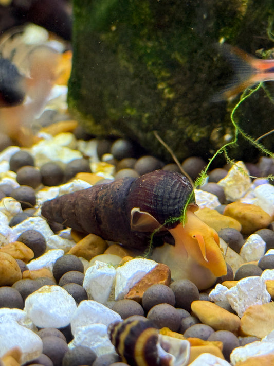 Yellow rabbit snails (Tylomelania sp.)