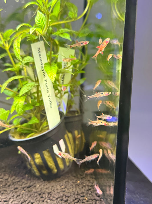 Dwarf AKA Pygmy Rasbora (Boraras maculatus)