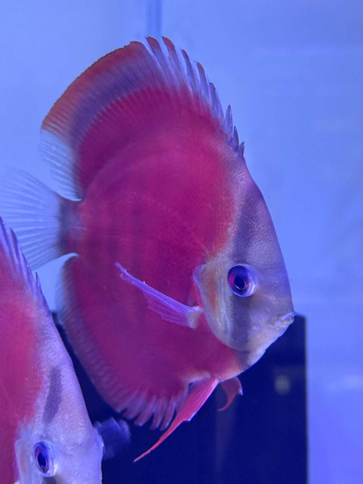 Red Cover Discus