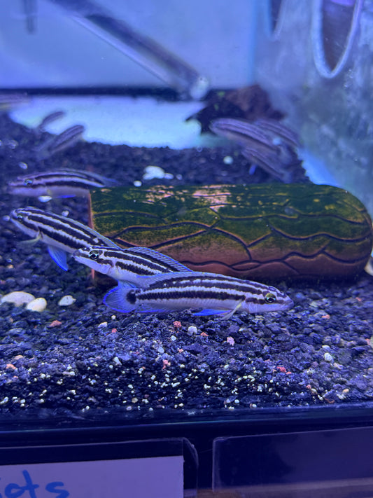 GOLDEN JULIE (JULIDOCHROMIS ORNATUS)