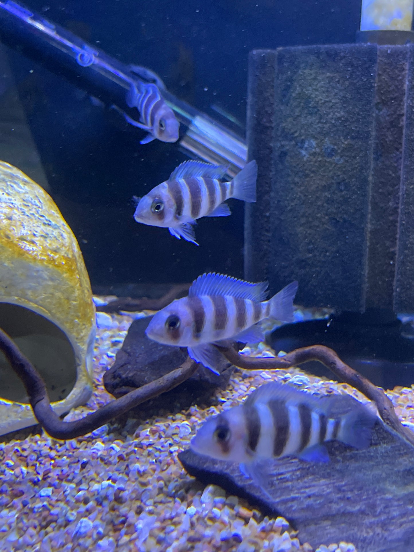 Frontosa Cichlid