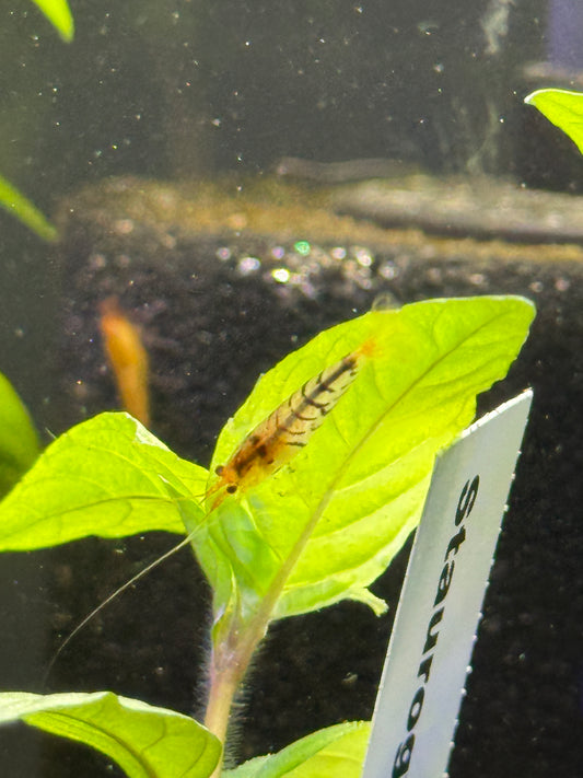 Tiger Shrimp Caridina cantonensis