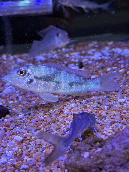Retroculus lapidifer