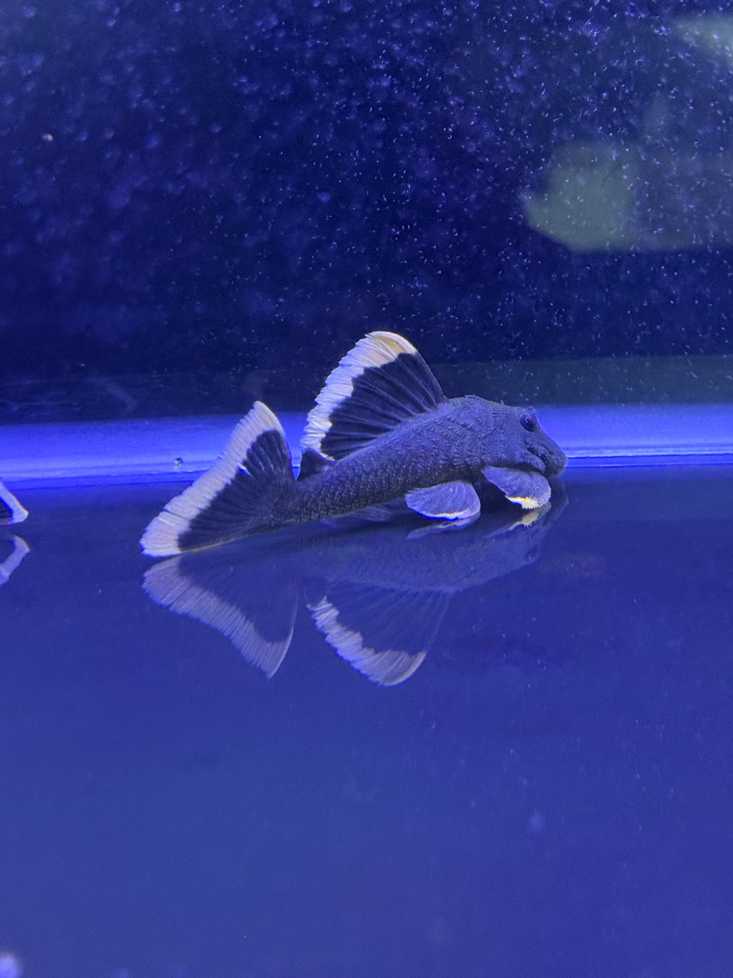 L047 Mango Pleco (Brayancistrus Chrysolomus)