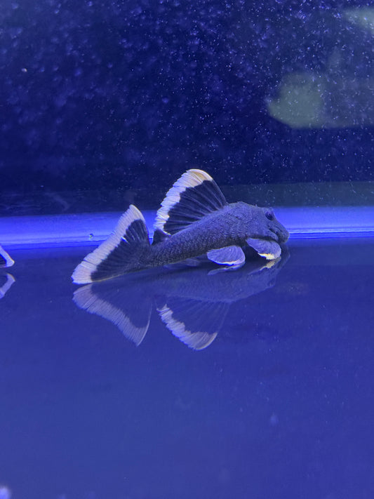 L047 Mango Pleco (Brayancistrus Chrysolomus)