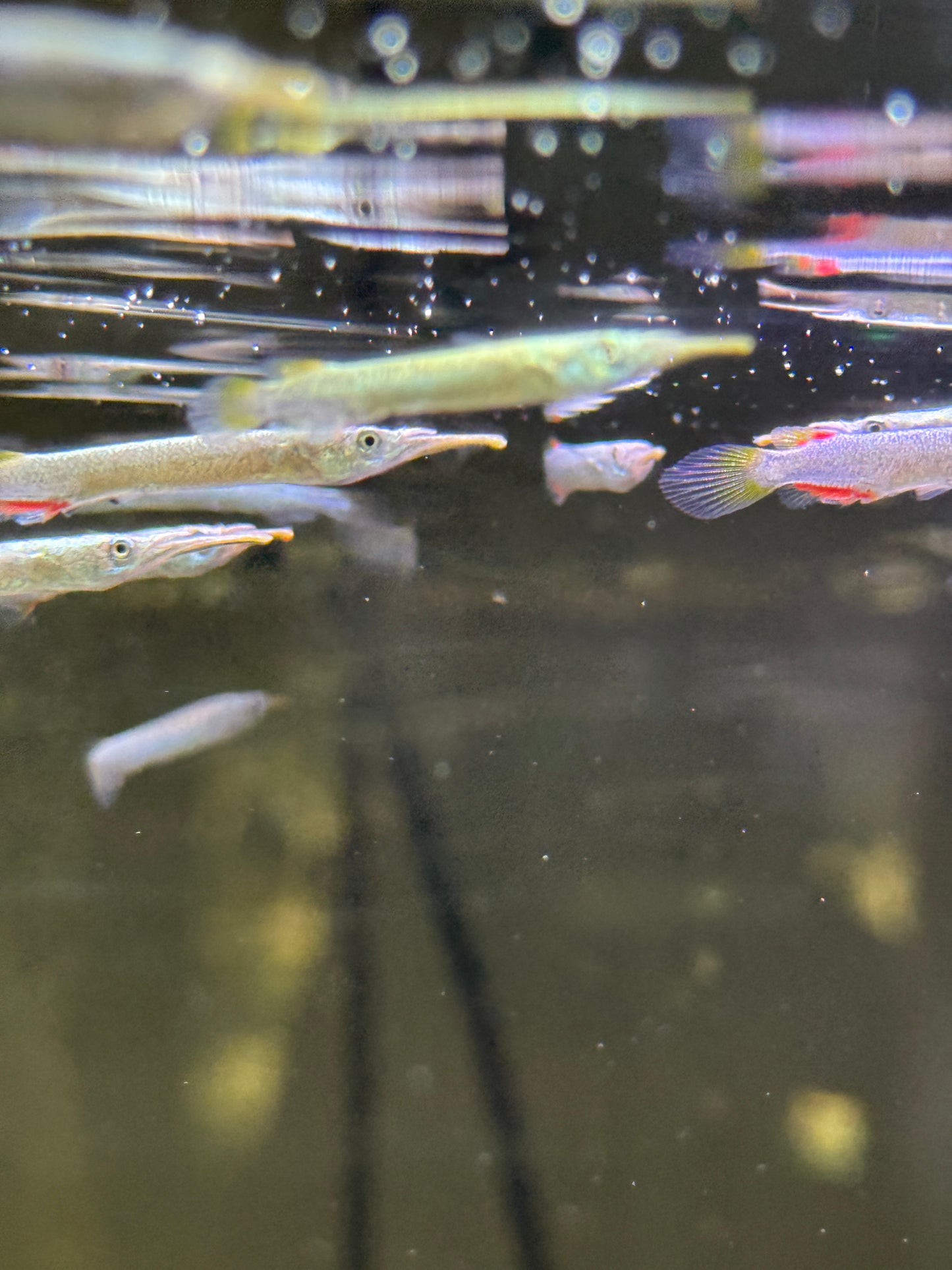 Gold Wrestling Halfbeak (Dermogenys pusilla)