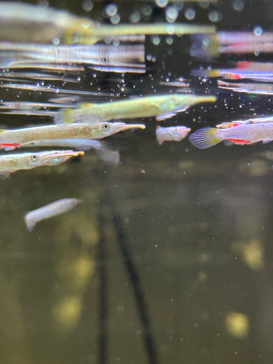 Gold Wrestling Halfbeak (Dermogenys pusilla)