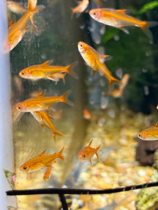 Ember Tetra (Hyphessobrycon amandae)