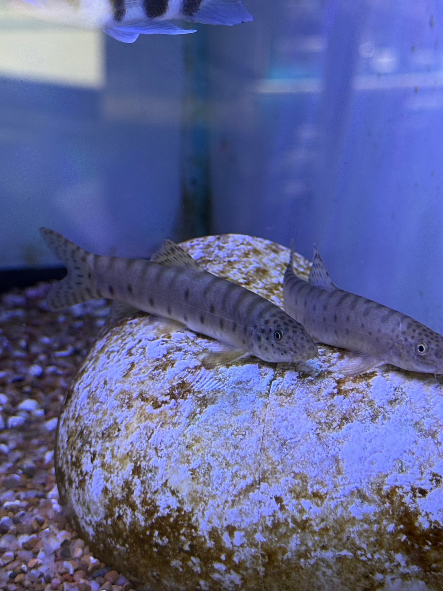 Parabotia Kiangsiensis Jiangxi Golden Loach