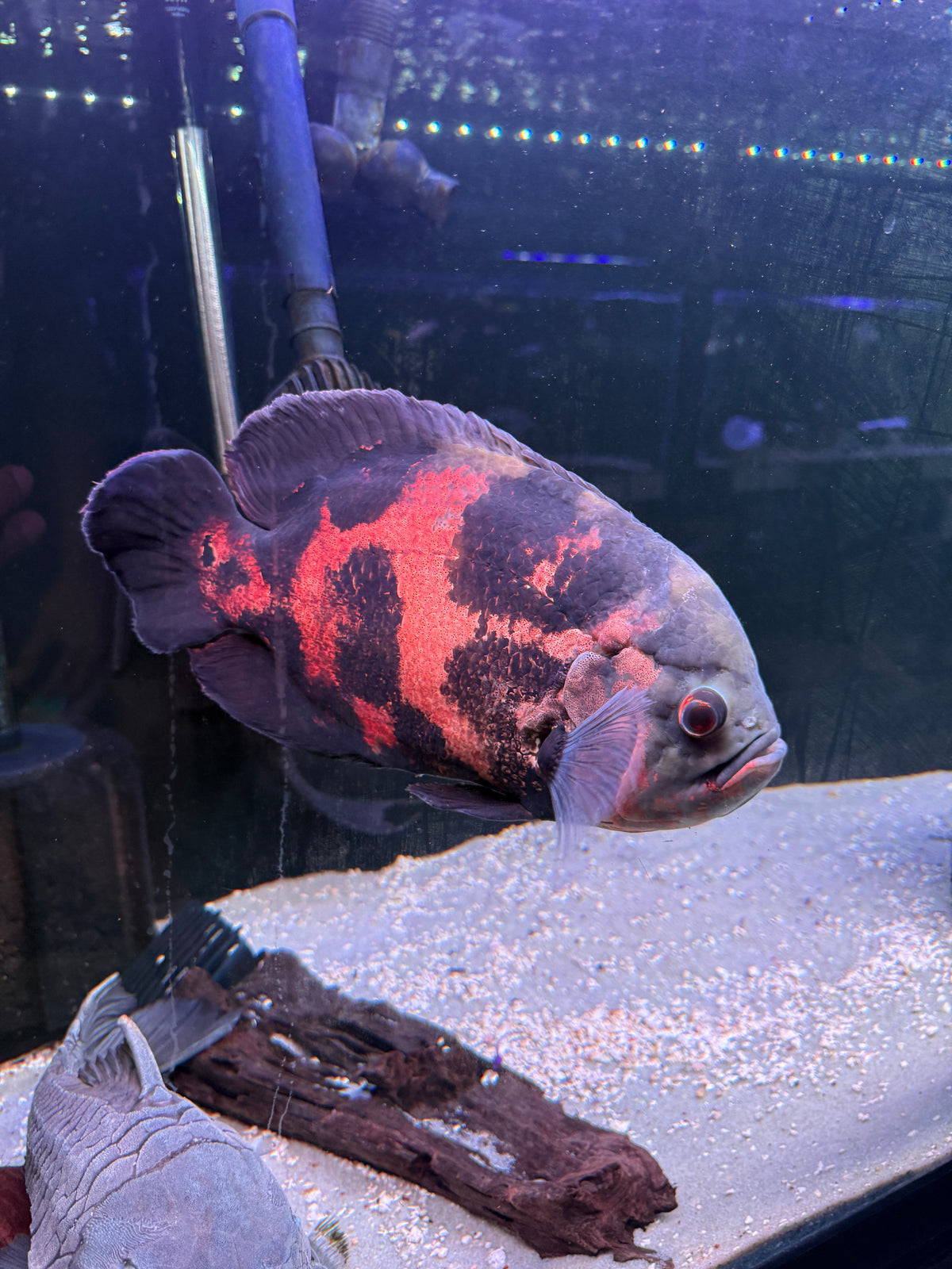 Lots of big Guys avail ! Tiger Oscar Astronotus ocellatus