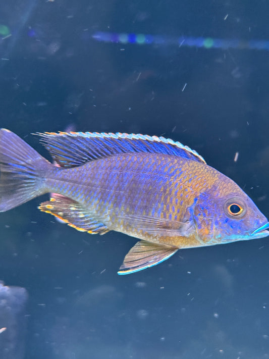 Greenface Peacock Cichlid Aulonocara saulosi