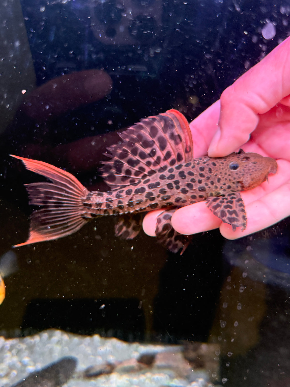 L600 Leopard Cactus Pleco (Pseudacanthicus Leopardus)