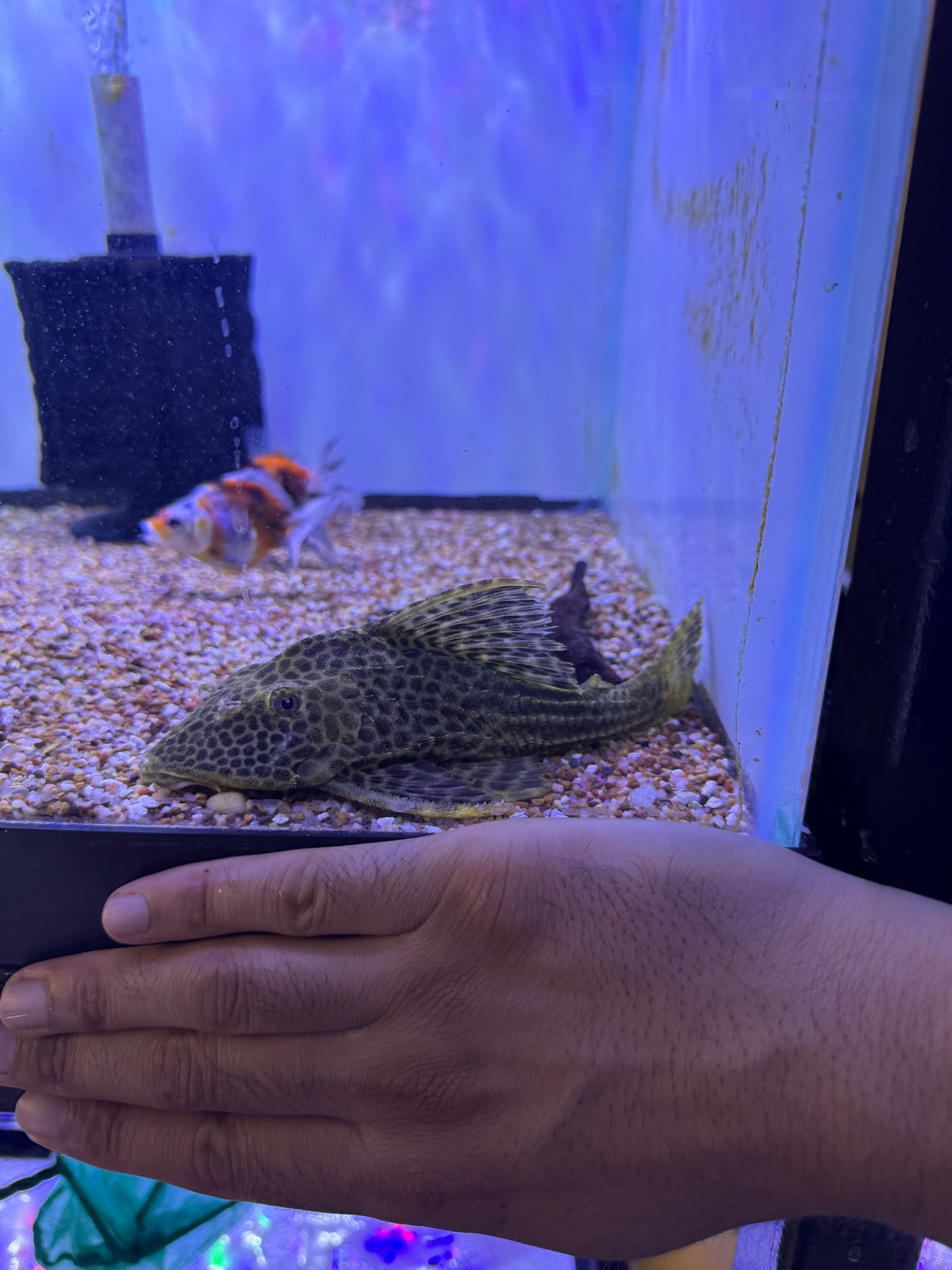 L050 Hypostomus Cochliodon