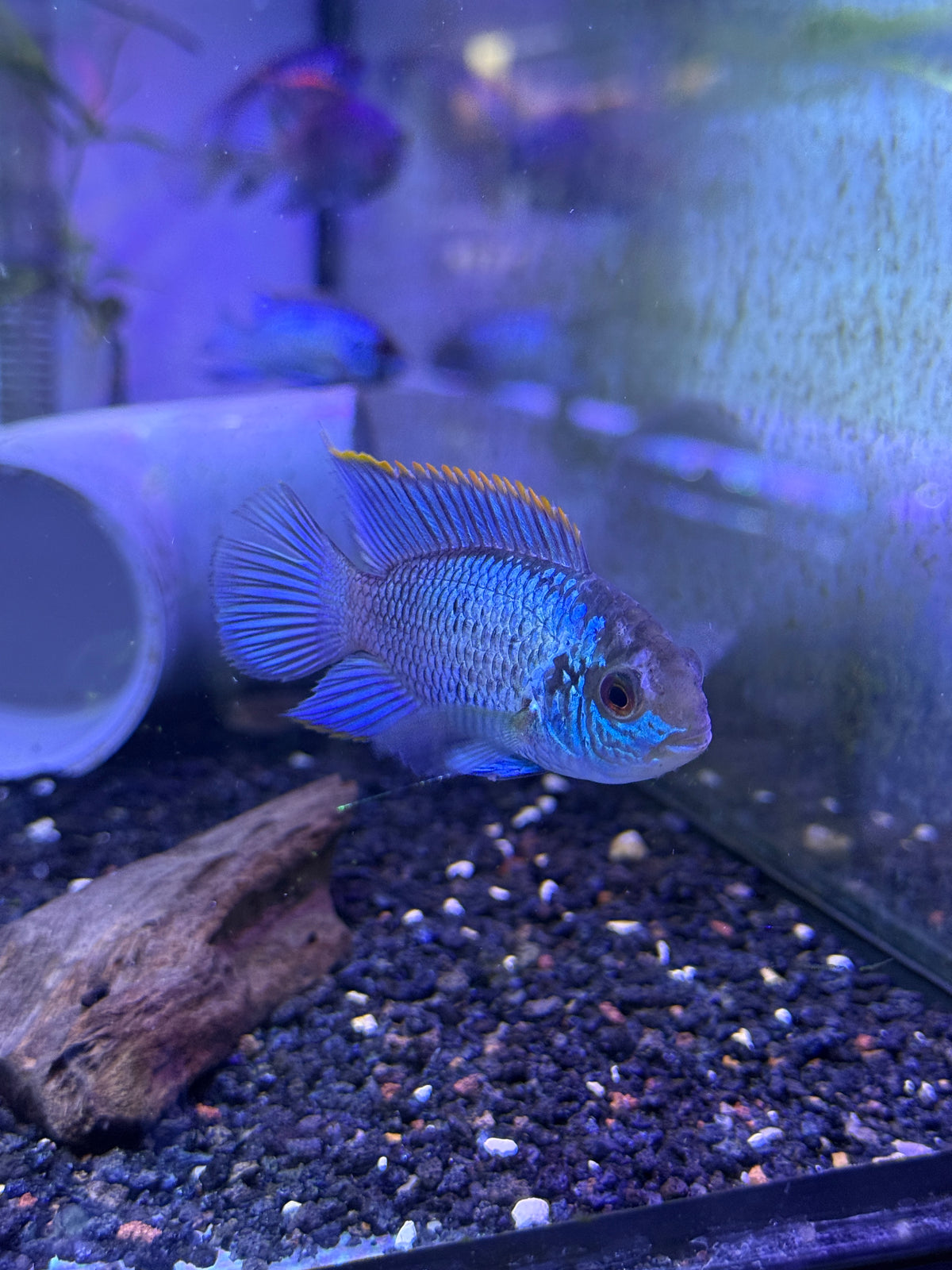 Electric Blue Acara