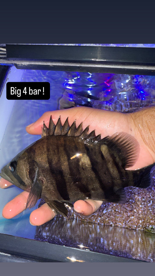 4 Bar  Sumatra Datnoid