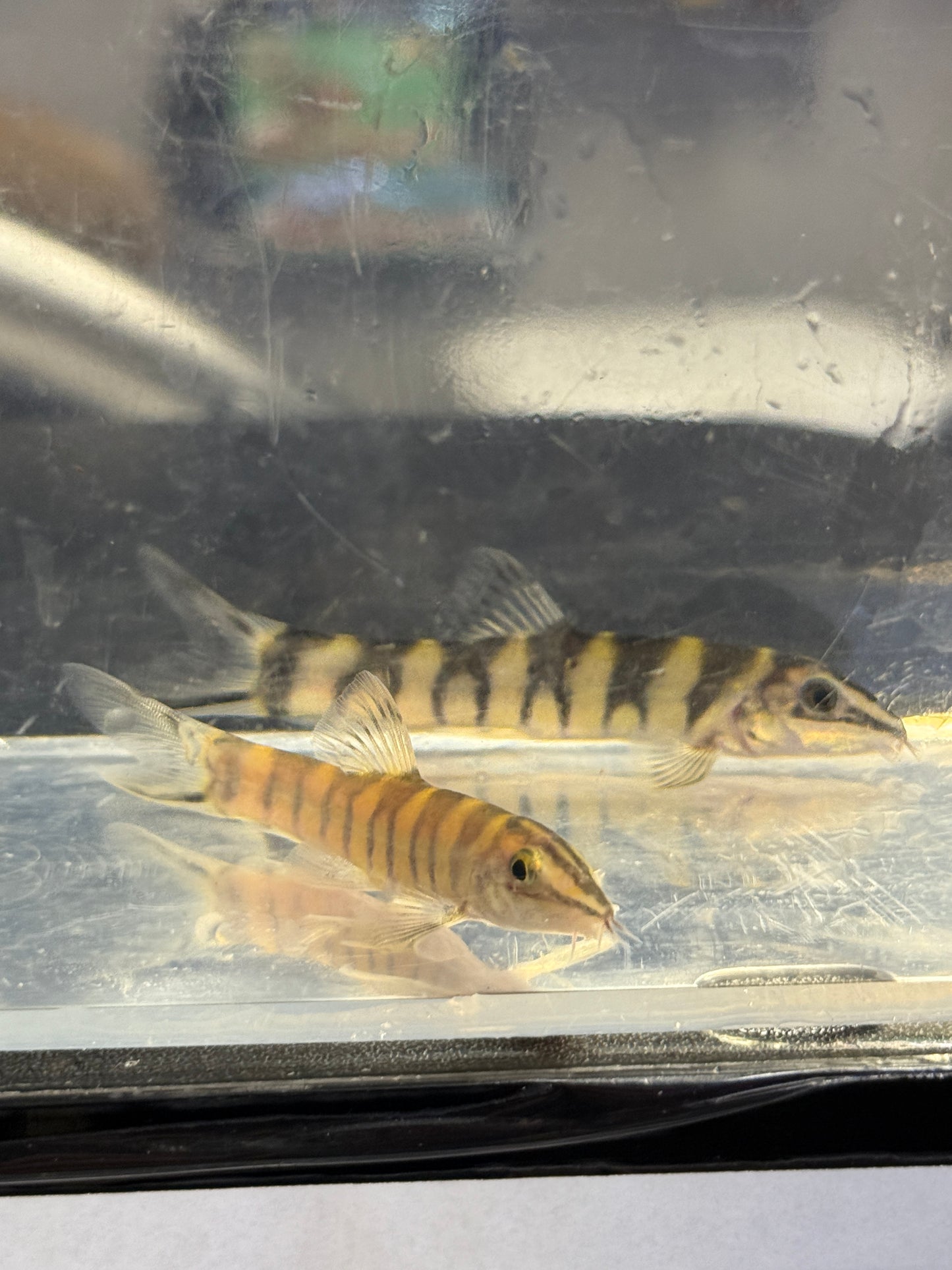 Sinibotia robusta Kansu Loach
