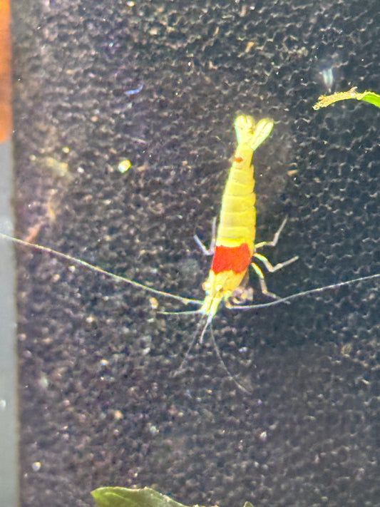 Crystal red shrimp Caridina cantonensis
