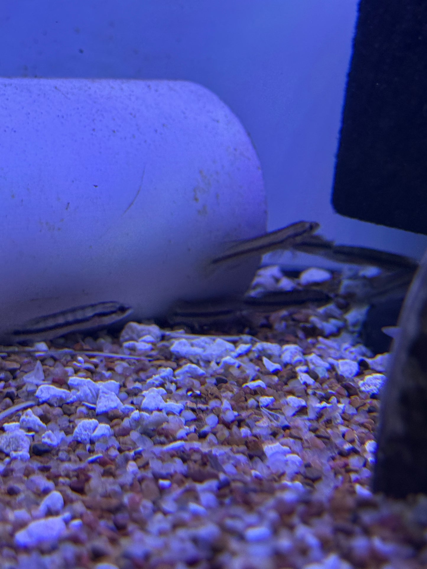 Crenicichla dandara Black Jacunda Pike Cichlid