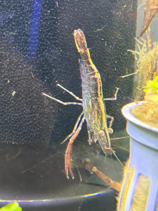 Scissor shrimp chameleon - Macrobrachium scabriculum