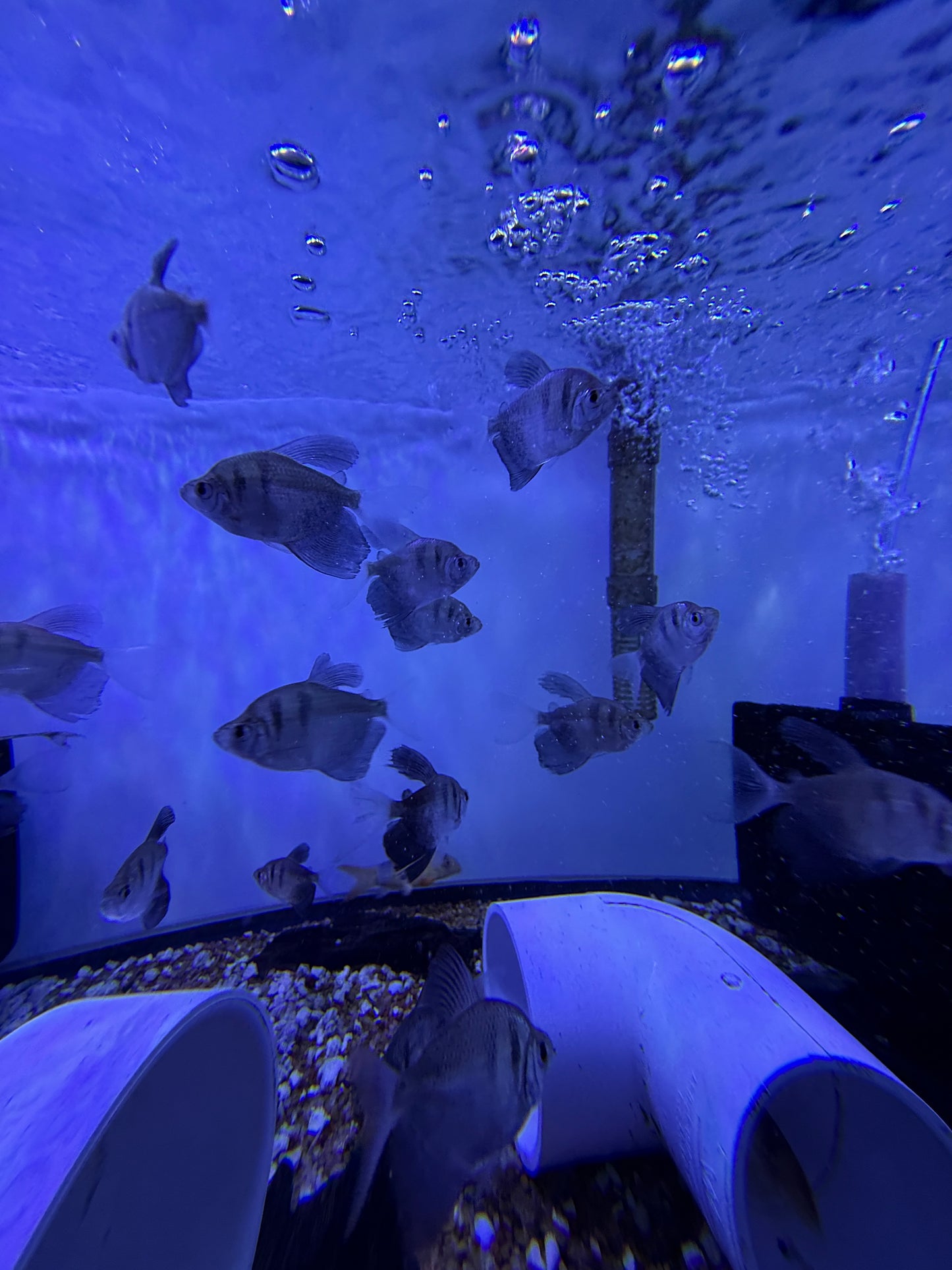 Black Skirt Hifin Tetra