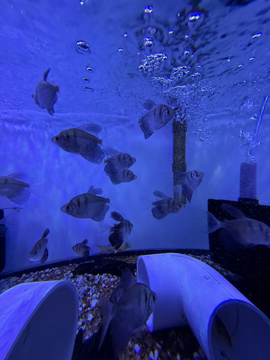 Black Skirt Hifin Tetra
