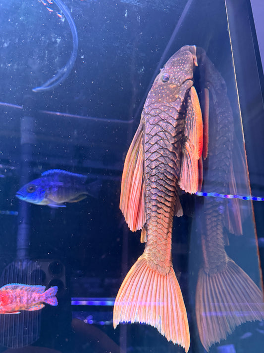 #2 Luteus Pleco Phase 2 (Hypostomus Luteus)