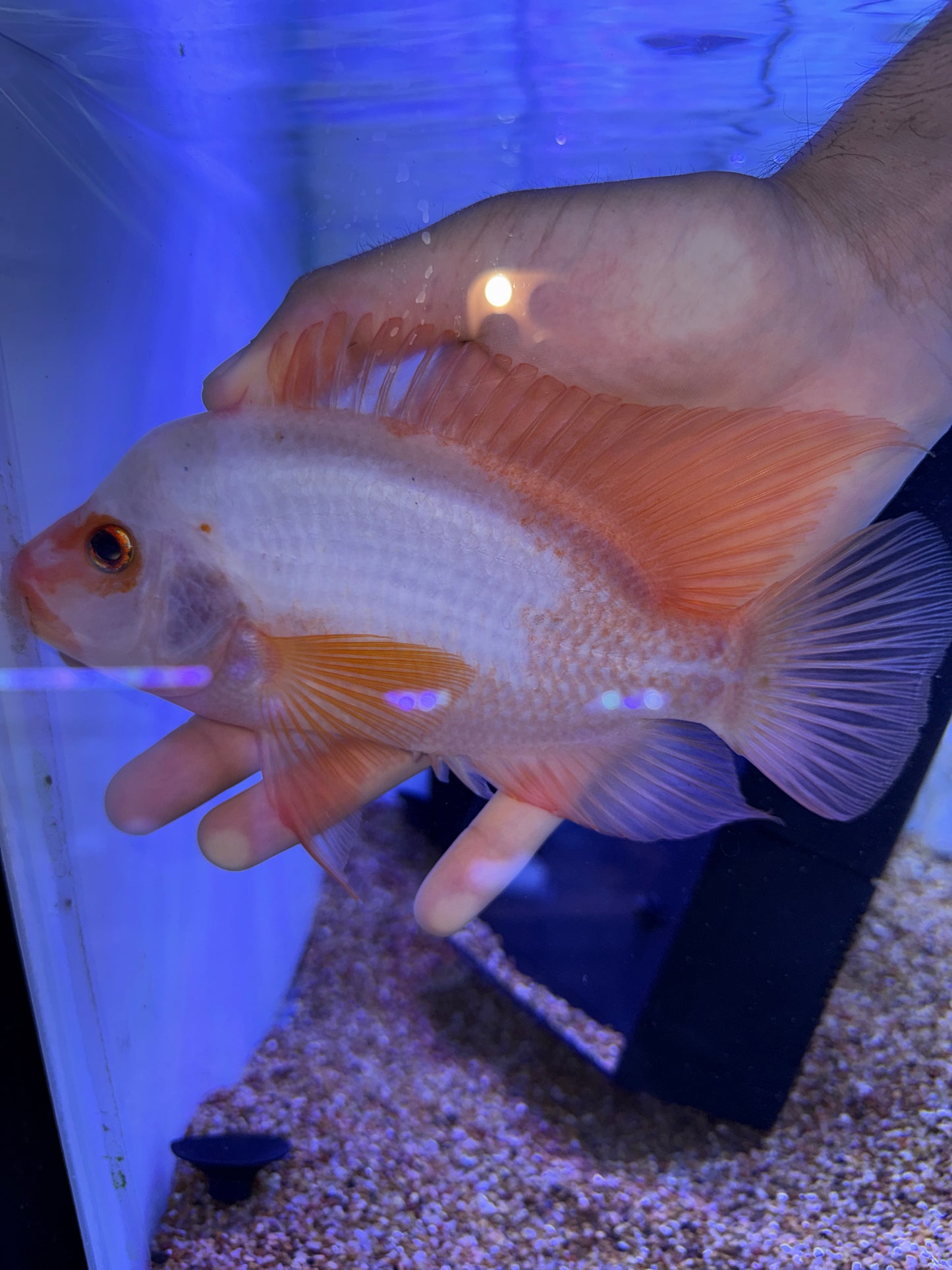 Red Devil  Cichlid /Midas Creamsicle