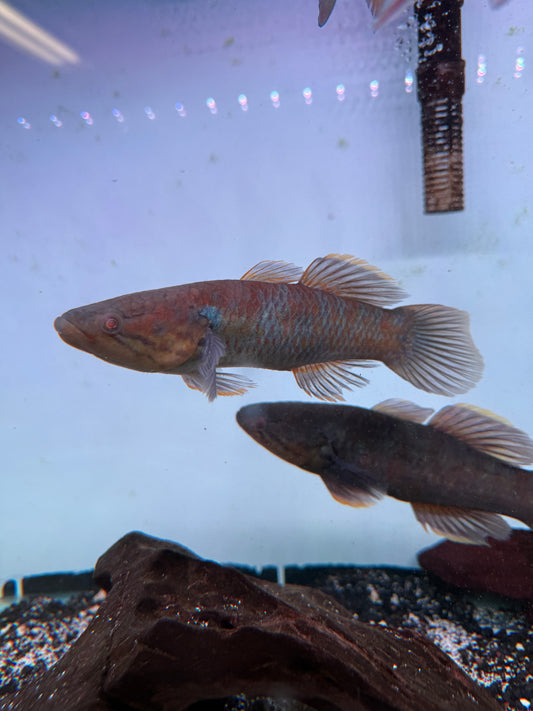 Rare Goby Guirus Viator snakehead gudgeon / ornate sleeper