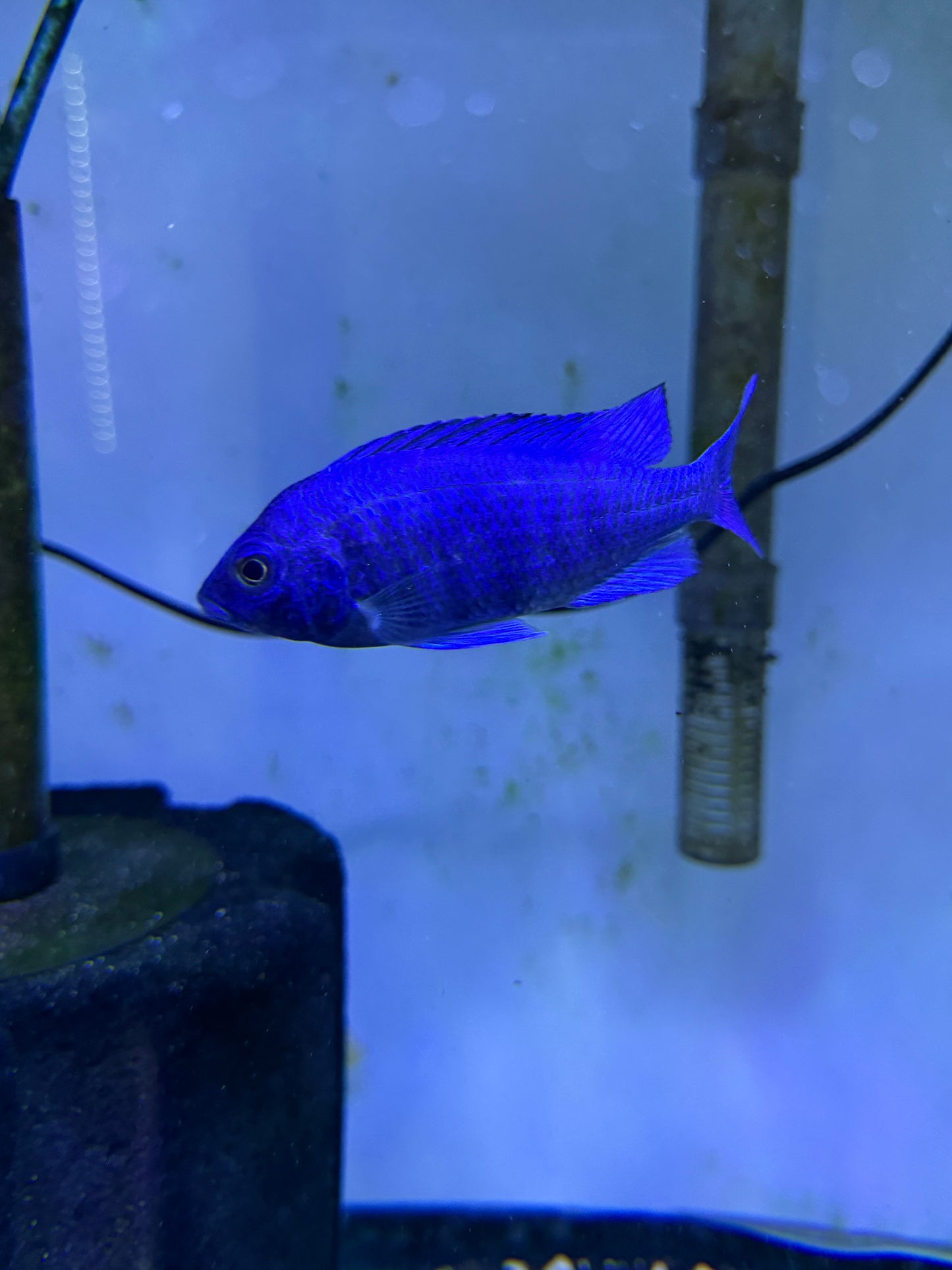 Hap Star Sapphire (Pheno)