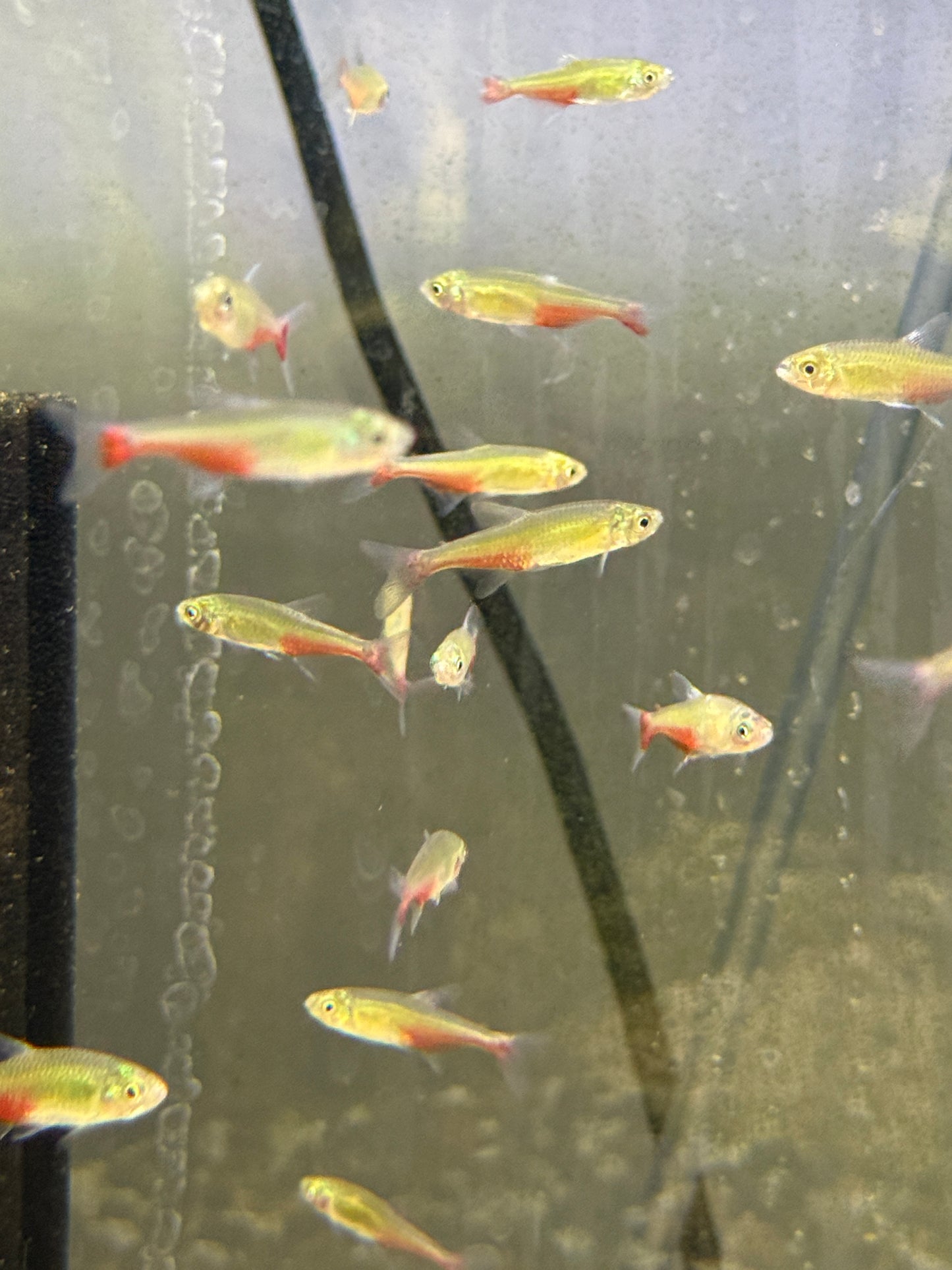 Green fire tetra