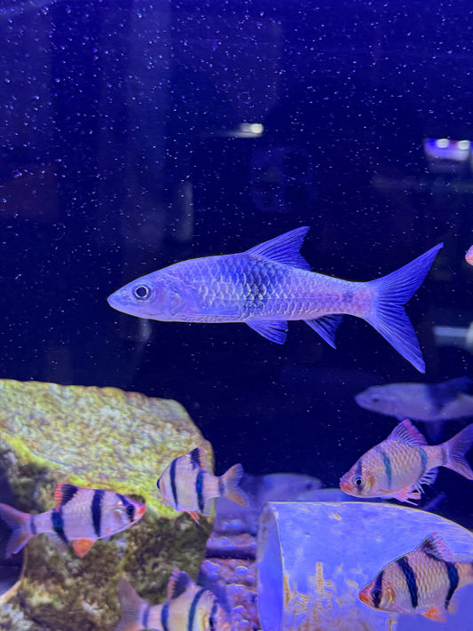 Sabah hampala barb Hampala sabana