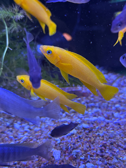 Leleupi Cichlid (Neolamprologus Leleupi)