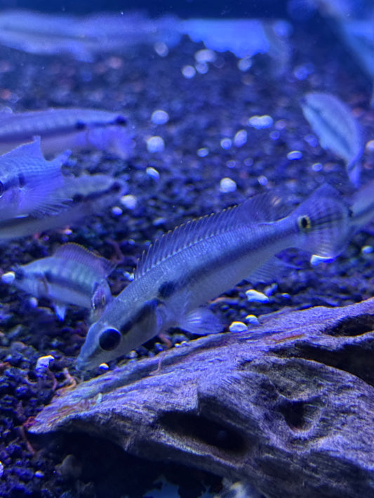 Saxatilia proteus Proteus Pike Cichlid Peru Green Pike