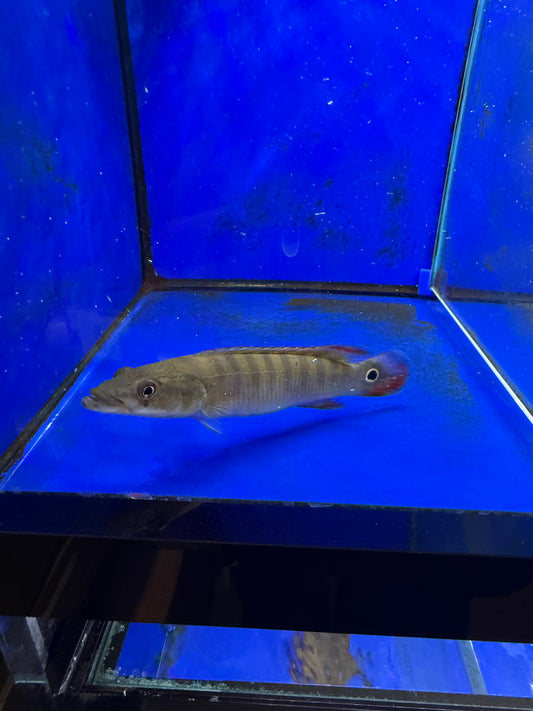 Xingu Pike Cichlid (Crenicichla Sp.Xingu)