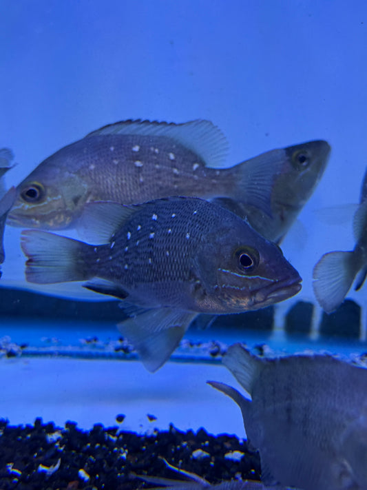 Mangrove Jack Snapper (Lutjanus argentimaculatus)